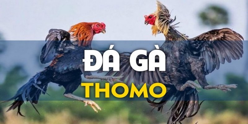 Thomo - Trường gà chuyên nghiệp hàng đầu khu vực